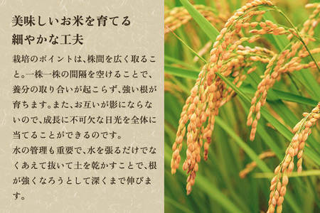 【令和8年産新米先行予約】新潟県産コシヒカリ 玄米2kg（2kg×1袋）（従来品種）《9月中旬から順次出荷》