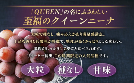 《種なし》 岡山県産 クイーンニーナ 1房（約600g）【2026年8月下旬-9月下旬発送予定】 ／ ぶどう ブドウ 葡萄 大粒 種なし 種無し フルーツ 果物 くだもの 果実