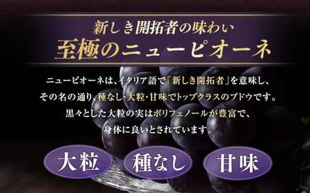 【種なし】 岡山県産 ニューピオーネ ・ クイーンニーナ MIX 1kg箱（各1房ずつ） 【2026年8月下旬-9月上旬発送予定】／ ぶどう ブドウ 葡萄 大粒 種なし 種無し フルーツ 果物 くだもの 果実 セット 特別セット