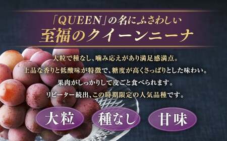 【種なし】 岡山県産 クイーンニーナ 1kg箱（2~3房入り） 【2026年8月下旬-9月上旬発送予定】 ／ ぶどう ブドウ 葡萄 大粒 種なし 種無し フルーツ 果物 くだもの 果実