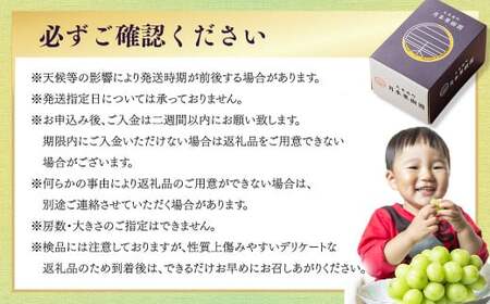 【定期便3回】 ［種なし］ 岡山県産 シャインマスカット 1kg箱（2房入り） 【2026年10月下旬発送開始】 ／ ぶどう ブドウ 葡萄 大粒 種なし 種無し フルーツ 果物 くだもの 果実