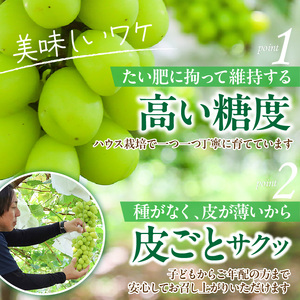 テレビで紹介されました！【先行予約】【令和8年発送】農家直送！ 新鮮！ 朝づみ シャインマスカット 1.5kg (3～4房) フルーツ 果物 贈答 大分県産 採れたて_2537R-2