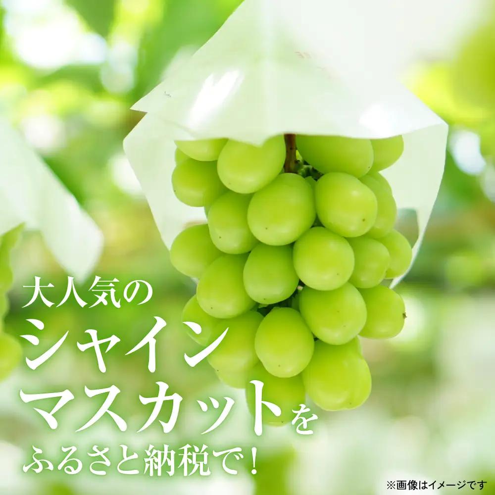 【先行予約】 熊本県八代市産 山本さん家の「シャインマスカット」 1房入り(約500g) ぶどう フルーツ マスカット 旬 青果物 果物 新鮮 ギフト 贈り物 【2026年8月上旬より順次発送】