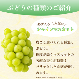 【先行受付】みのる農園おまかせ ぶどう食べくらべ（4房）葡萄 ブドウ 詰合せ 果物 フルーツ 2026年7月～10月上旬お届け 広島県三原市 206001