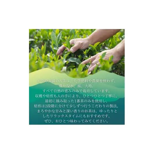 chaca 花咲く雲海茶園の和紅茶 20g（ティーバッグ2.5g×8包）