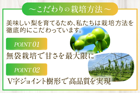 新甘泉3kg箱(鳥取県大山町産梨)【梨 新甘泉 赤秀 先行予約 季節限定 赤梨 3kg 5玉～8玉 なし 贈答用 期間限定 果物 フルーツ くだもの 数量限定】