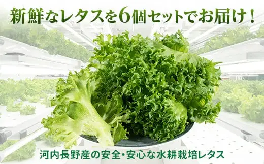 【レタス定期便　毎月お届け6ヵ月】レタス 6個 水耕栽培 フリルレタス  無農薬