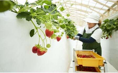 先行予約 四季成りいちご 品種おまかせ 1種類 400g いちご