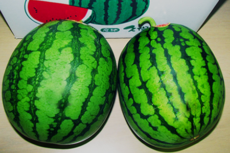【2026年発送】小玉すいか（長井市産）約1.5～3kg×2玉_H053(R8)
