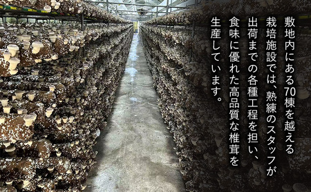 しいたけ 肉厚生椎茸500g 椎茸 シイタケ 高品質 通年栽培 肉厚 大粒 しっかり 噛み応え きのこ 千葉市 千葉県