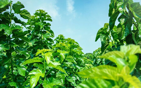 【全12回定期便】樹木医が育てた桑の葉茶（粉末）50g×1袋 お茶[AYBM023]