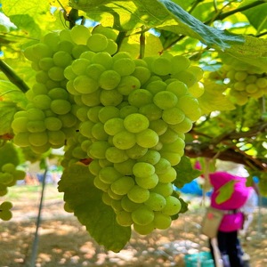 【先行予約】【数量限定】夏一番 ぶどうセット あづましずく エーデルワイス 4房 (各2房) セット 詰め合わせ 葡萄 ぶどう 食べ比べ フルーツ 果物 くだもの旬のフルーツ 旬の果物 大阪 大阪府 岸和田市