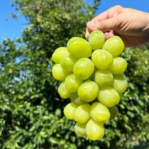 【先行予約】【数量限定】おすすめ感謝 セット ぶどうセット マッターホルン ブーゲンビリア 2房 詰め合わせ 葡萄 ぶどう ブドウ 食べ比べ フルーツ 果物  旬の果物 大阪 大阪府 岸和田市