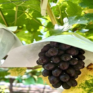 【先行予約】【数量限定】贅沢 シャイン品種 ぶどうセット 3種 6房 セット 詰め合わせ ぶどう ブドウ マスカット シャインマスカット 食べ比べ フルーツ 果物  旬の果物 大阪 大阪府 岸和田市