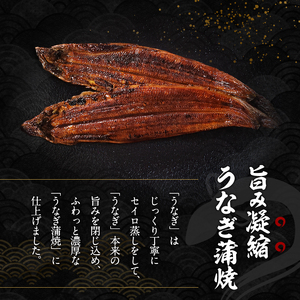 2026先行予約【7月発送】 国産うなぎ蒲焼 2尾 (480g～500g) 国産 うなぎ ウナギ 鰻 国産うなぎ 国産鰻 うなぎの蒲焼 鰻の蒲焼 うなぎの蒲焼き 鰻の蒲焼き 蒲焼き 惣菜 魚 魚介 魚介類 大阪 大阪府 岸和田市