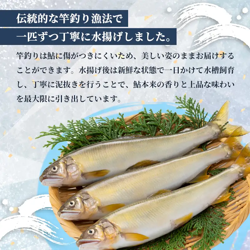 【2026年夏発送】天然鮎 竿釣り 5匹 （17～23cm） 配送不可：北海道、東北、九州、沖縄、離島