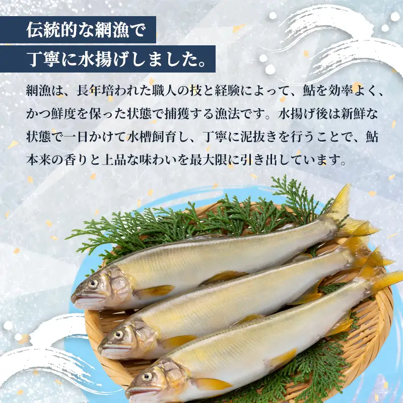 【2026年夏発送】 天然鮎 網獲り 約1kg（約15匹～22匹） 配送不可：北海道、東北、九州、沖縄、離島