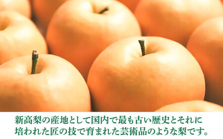 まるはり新高梨（約800g×3玉入） 〈2026年9月下旬?2026年10月上旬発送〉 / 新高梨 梨 果物 フルーツ デザート 【高知市農業協同組合】 [ATBK002]
