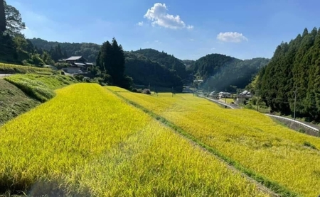 先行販売！令和8年度産　伊賀産コシヒカリ　極上　箸ひかり(精米)5kg コシヒカリ 3年連続 特A 米 こしひかり ご飯 ごはん 白米 精米 三重県 名張市