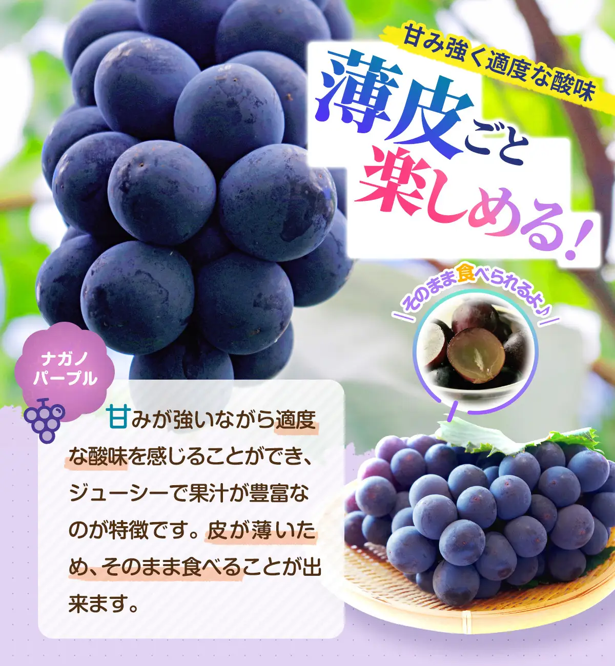 【2026年発送分先行予約】シャインマスカット／ナガノパープル セット（各1房・計2房 約1kg）【2026年9月上旬以降順次】｜シャインマスカット ナガノパープル ぶどう 葡萄 宮城県角田市 フルーツ 果物 セット