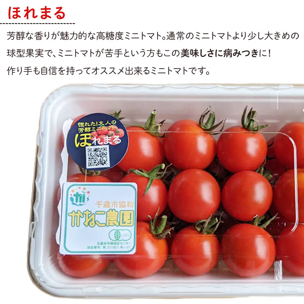 【2026年8月中旬より発送】小玉スイカ１玉＆有機ミニトマト500ｇ×2【かねこ農園】