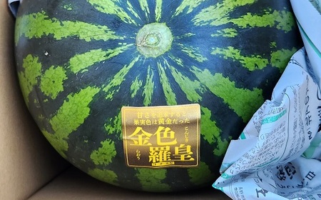 山形村産 金色羅皇 1玉（7kg以上）中川農園 3207