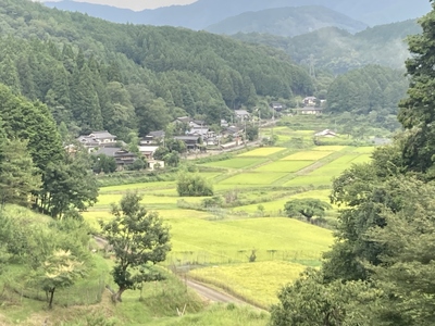 令和7年度産 京都丹波産 コシヒカリ米 精米 (5kg×2セット) ふるさと納税 福知山市 米 精米 コシヒカリ こしひかり 【fc-DF002】【スミちゃんファーム】