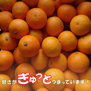 【2026年12月中旬頃から順次発送】  愛果28号 (紅まどんな と同品種) 訳あり 5kg ｜ 紅まどんな と同品種 みかん 愛果 蜜柑 松山市産みかん 柑橘 ミカン 蜜柑 みかん 果物 オススメみかん フルーツ あいか みかん 松山 愛媛【NM023】