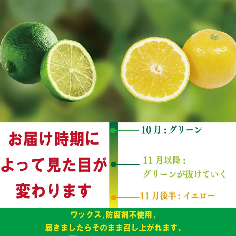 【2026年10月順次発送】 スイートレモネード 1.2kg (10～12個) レモン れもん 檸檬 柑橘 フルーツ 果物 完熟 国産 新鮮 果汁 レモン スイートレモネード  スイートレモネード  スイートレモネード 