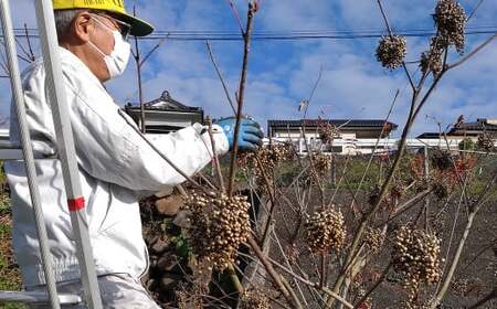 水俣櫨のワックス 40g×1個 革製品 床 艶 お手入れ ツヤ つや出し 天然成分 無着色 無添加 熊本県 水俣市