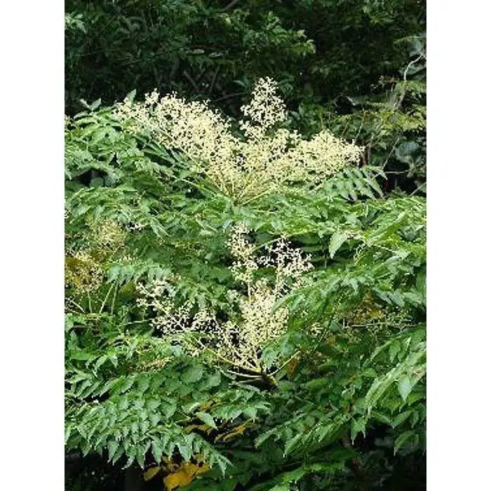 熊野古道 峠の蜂蜜 【SW70】