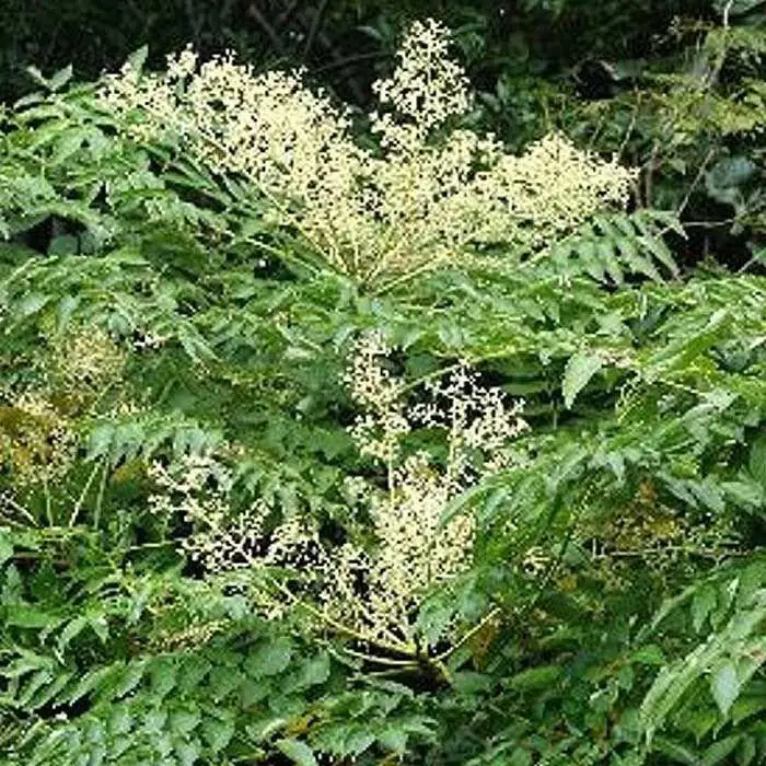 熊野古道 峠の蜂蜜3本セット 【SW71】