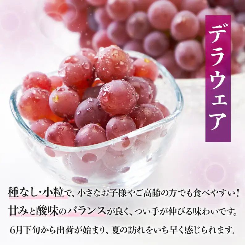【2026年先行予約】数量限定 デラウェア4kg（20房前後）6月下旬～7月下旬発送｜特選 期間限定 ぶどう 葡萄 フルーツ 果物 くだもの 人気 贈答用 ギフト 先行予約 種なし 旬 新鮮 家庭用 プレゼント 送料無料 贅沢 甘い