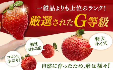 【2回定期便】いちご（あまおう）G等級 1ケース / あまおう[AFAB083]