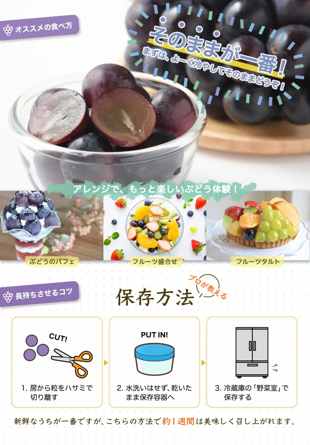 【2026年発送分先行予約】ナガノパープル１房（約500～600g）【2026年8月下旬以降順次】