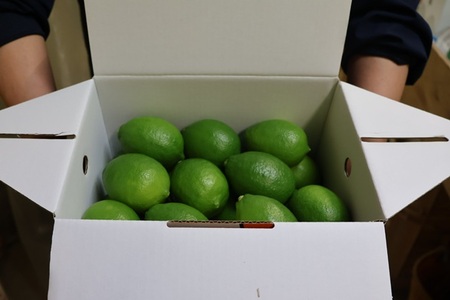 【2026年先行予約】レモン グリーンレモン 愛媛 温室レモン ハウスレモン 2kg 【8月上旬から順次発送予定】 数量限定 檸檬 柑橘 フルーツ ビタミン 国産 伊予市｜C132