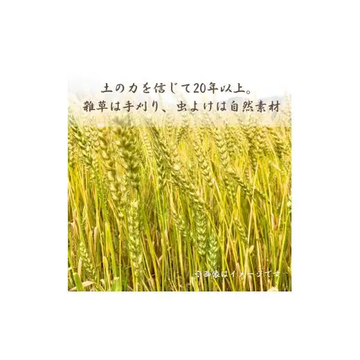 風の丘麦茶　600g［1袋200g（10g×20パック）×3袋］ ／ 麦茶 むぎ茶 ムギ茶 お茶 ティーバッグ 個包装 水出し 煮出し