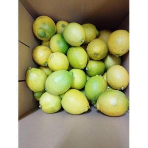 レモネード　900ml×3本セット