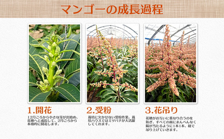 【2026年発送】県知事賞受賞　サンフルーツ糸満　マンゴー優品　約1kg 産地直送 先行予約 フルーツ 果物 くだもの アップルマンゴー アップル アーウィン種 濃厚 デザート 贅沢 旬の果物 甘い おすすめ プレゼント 贈答 冷蔵 国産 沖縄 沖縄県産