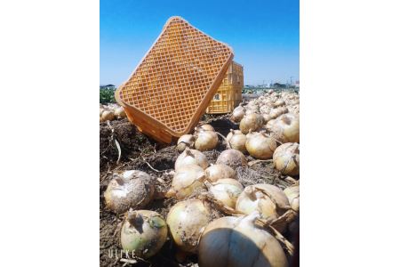 淡路島 農家直送完熟新玉ねぎ　◆配送4月末～