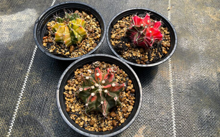 ギムノカリキウム ミハノビッチ 3株 Gymnocalycium mihanovichii 長与町/アグリューム[EAI223] 