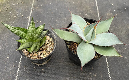 サンセベリア ボンセレンシスドワーフ ＆ アガベ グアダラハラナ 各1株 sansevieria boncellensis dwarf ＆ Agave guadalajarana 長与町/アグリューム[EAI237] 