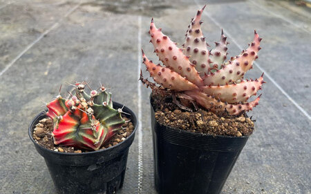 ギムノカリキウム ミハノビッチ ＆ アロエ マルロシー 各1株 Gymnocalycium mihanovichii＆ Aloe marlothii 長与町/アグリューム[EAI241] 