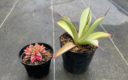 ギムノカリキウム ミハノビッチ ＆ アガベ グアダラハラナ 各1株 Gymnocalycium mihanovichii＆ Agave guadalajarana 長与町/アグリューム[EAI242] 
