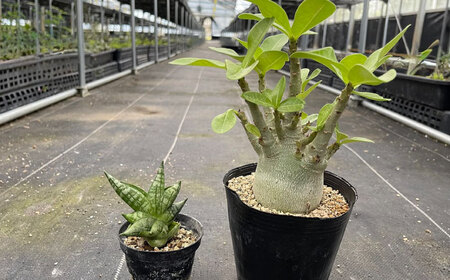サンセベリア ボンセレンシスドワーフ ＆ アデニウム アラビカム 各1株 sansevieria boncellensis dwarf ＆ Adenium arabicum 長与町/アグリューム[EAI244] 
