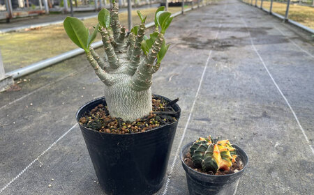 ギムノカリキウム ミハノビッチ ＆ アデニウム アラビカム 各1株 Gymnocalycium mihanovichii ＆ Adenium arabicum 長与町/アグリューム[EAI245] 
