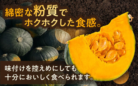 【先行予約】北海道 かぼちゃ ダークホース 2個 【9月中旬以降発送】足寄町/足寄アグリバイオ株式会社[BEAC009]