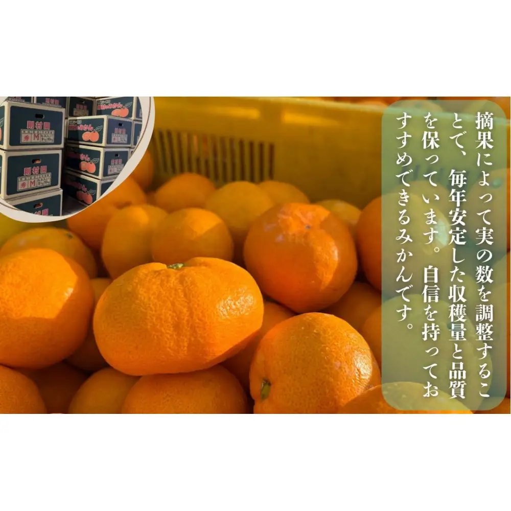 則村園産 有田みかん 2.5kg 温州みかん みかん 蜜柑 甘い 甘いみかん 有田 有田川町 和歌山