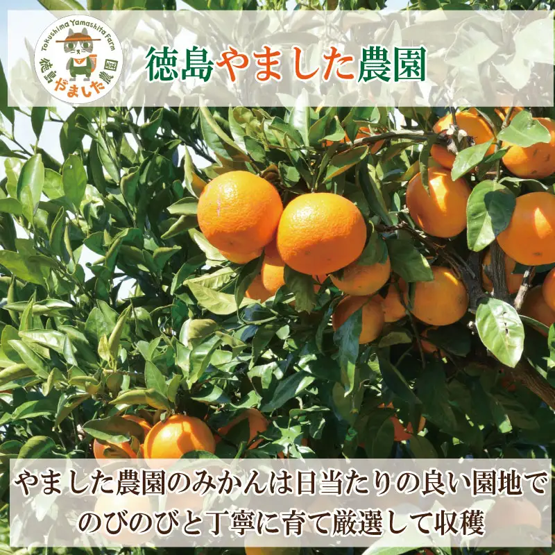 【2026年10月順次発送】 極早生みかん 3kg 温州 みかん
