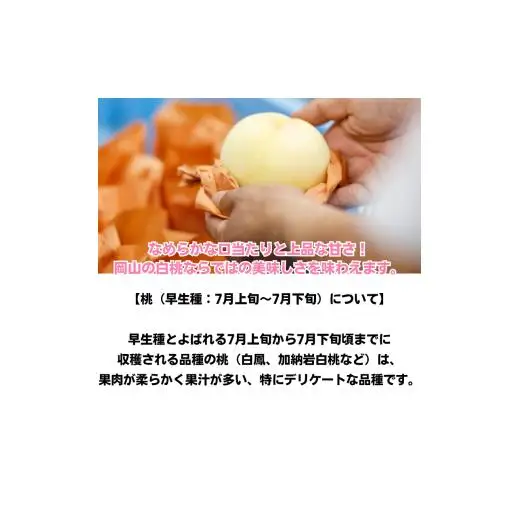 白桃 5玉 約1.3kg 岡山県産 【先行予約 2026年7月上旬から順次発送】